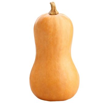 Butter Nut- 1x(8-12)02
